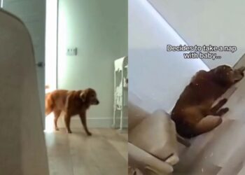 Golden Retriever Joins Baby for a Nap, Because Apparently Mom Needed a Little Help