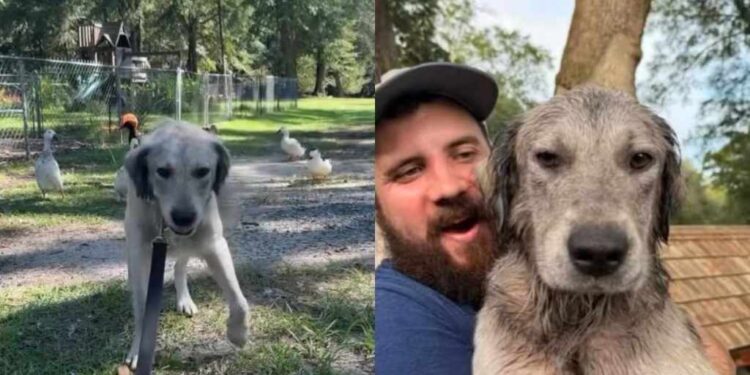 Stray Dog Goes From Life Outside to a New Home in Just Days